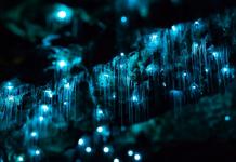 Вайтомо - пещеры светлячков в Новой Зеландии (23 фото) «Звездное небо» в темной пещере