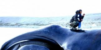 Гренландский кит – обитатель полярных вод Гренландский кит описание