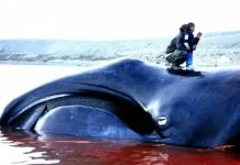 Гренландский кит – обитатель полярных вод Гренландский кит описание